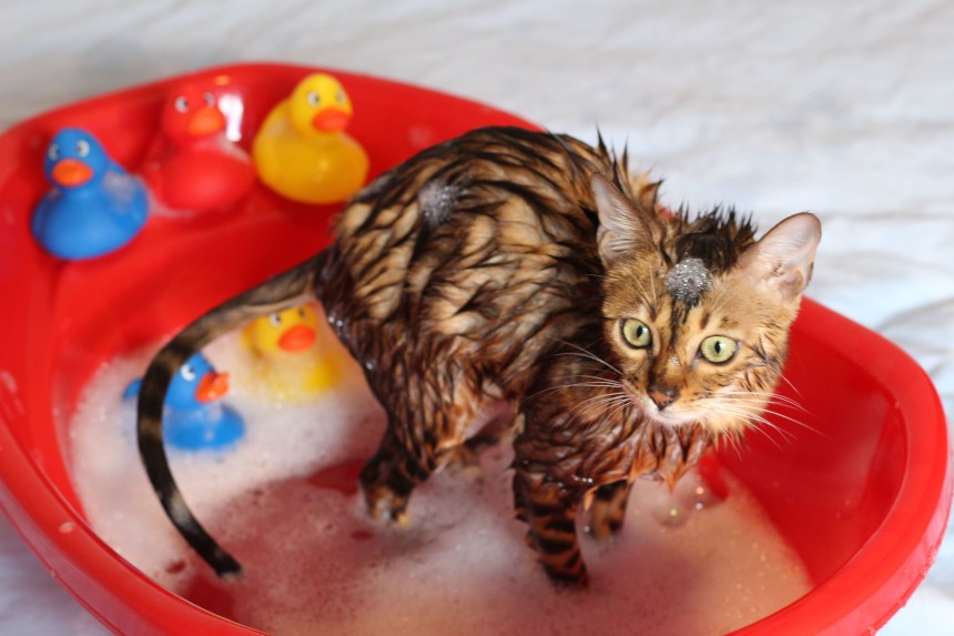 szampon dla małego kota