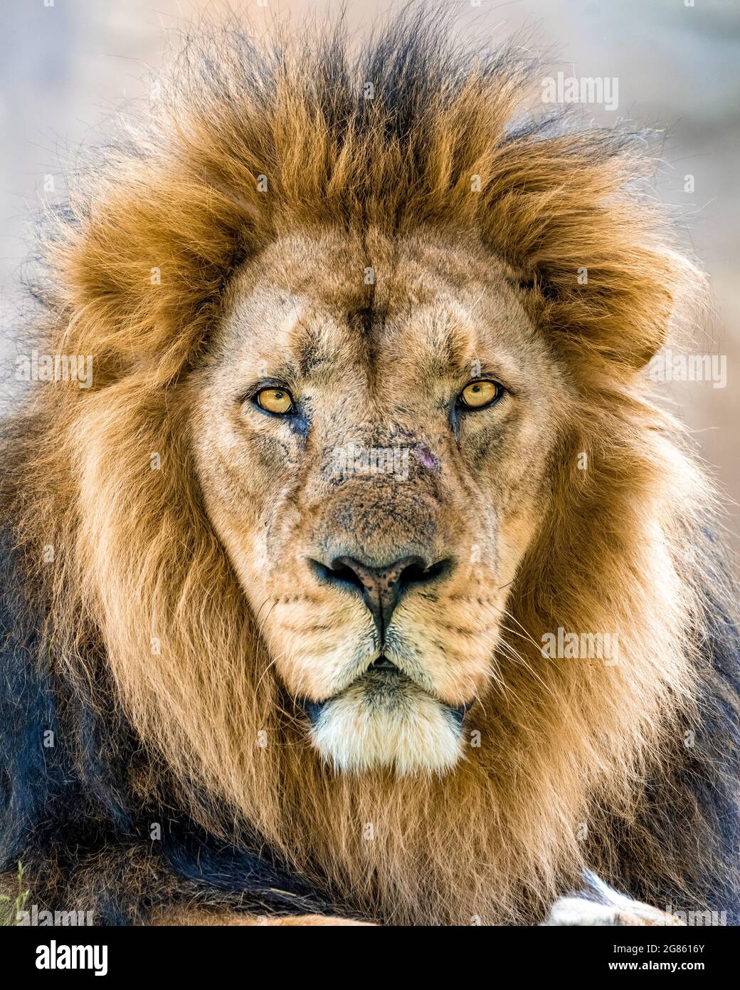 lion look