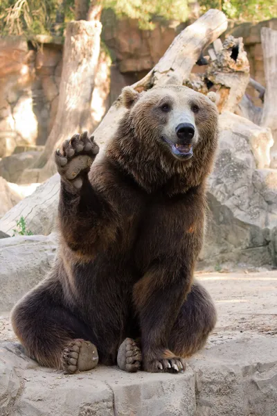 Happy Bear